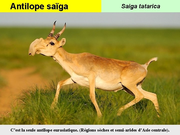 Antilope saïga Saiga tatarica C’est la seule antilope eurasiatique. (Régions sèches et semi-arides d’Asie
