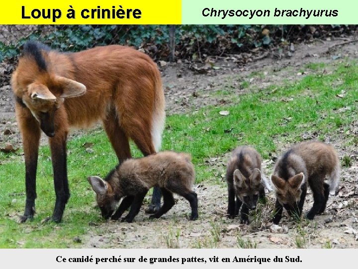 Loup à crinière Chrysocyon brachyurus Ce canidé perché sur de grandes pattes, vit en