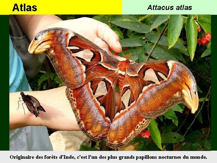 Atlas Attacus atlas Originaire des forêts d'Inde, c'est l'un des plus grands papillons nocturnes