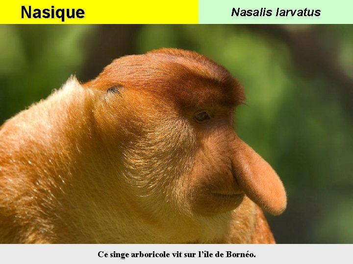 Nasique Nasalis larvatus Ce singe arboricole vit sur l’île de Bornéo. 