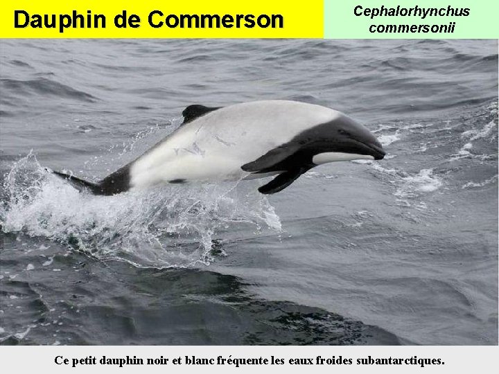 Dauphin de Commerson Cephalorhynchus commersonii Ce petit dauphin noir et blanc fréquente les eaux
