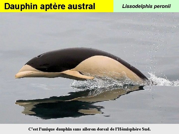 Dauphin aptère austral Lissodelphis peronii C'est l'unique dauphin sans aileron dorsal de l'Hémisphère Sud.