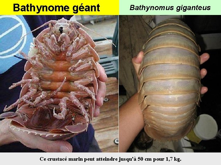 Bathynome géant Bathynomus giganteus Ce crustacé marin peut atteindre jusqu'à 50 cm pour 1,