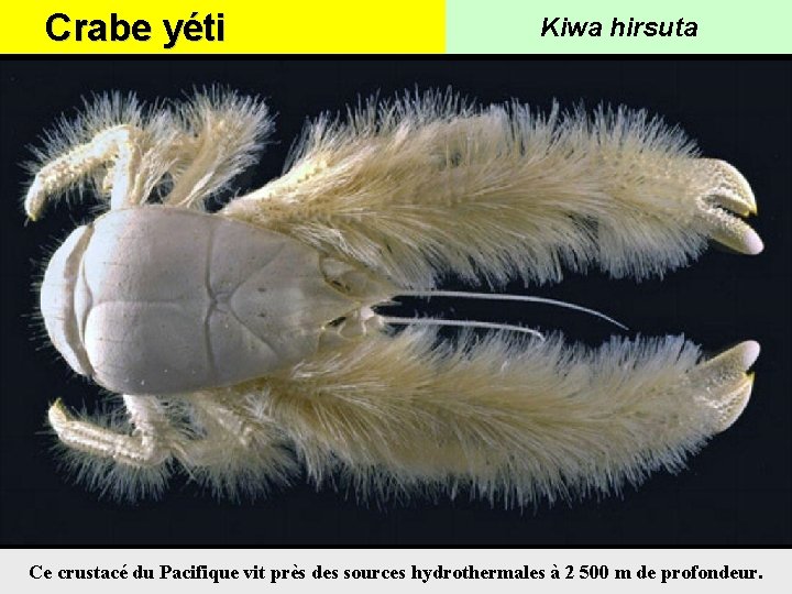 Crabe yéti Kiwa hirsuta Ce crustacé du Pacifique vit près des sources hydrothermales à