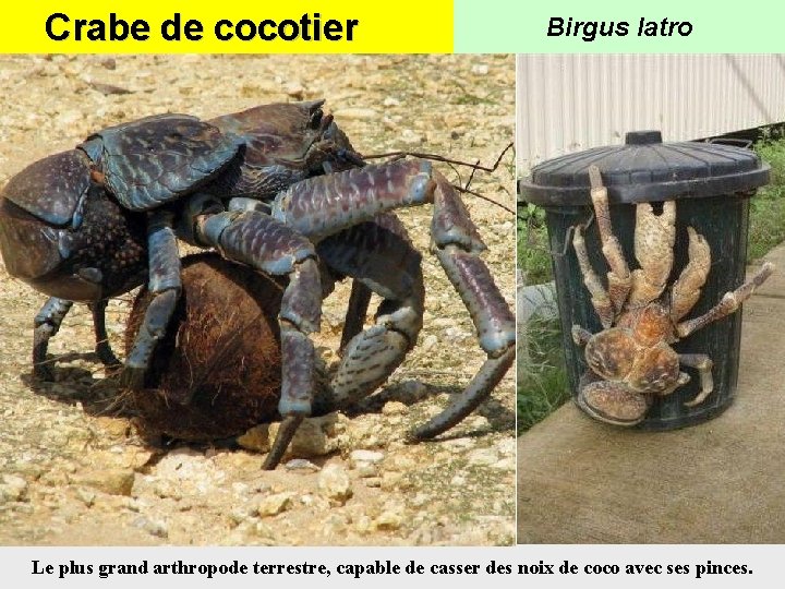 Crabe de cocotier Birgus latro Le plus grand arthropode terrestre, capable de casser des