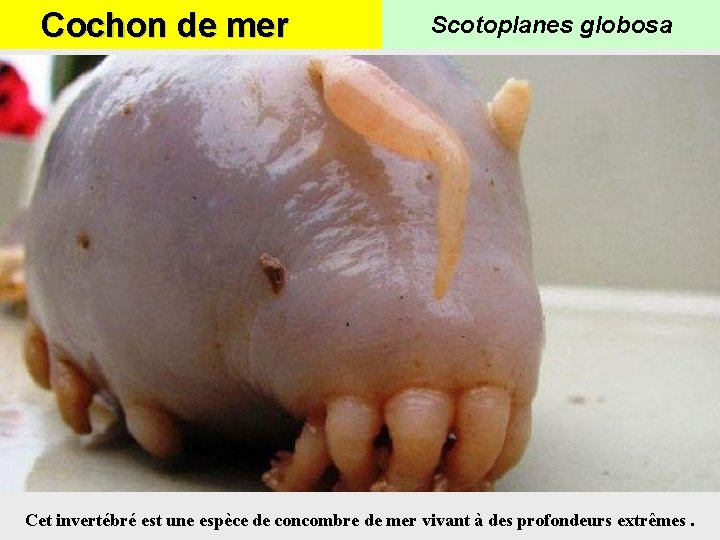 Cochon de mer Scotoplanes globosa Cet invertébré est une espèce de concombre de mer