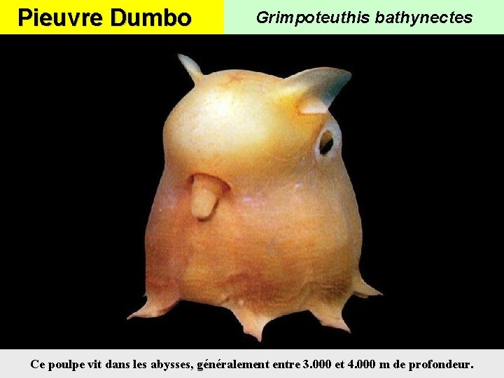 Pieuvre Dumbo Grimpoteuthis bathynectes Ce poulpe vit dans les abysses, généralement entre 3. 000