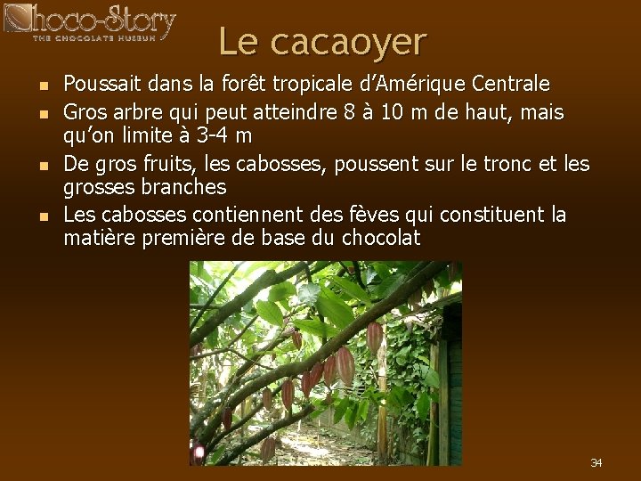 Le cacaoyer n n Poussait dans la forêt tropicale d’Amérique Centrale Gros arbre qui