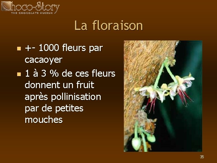 La floraison n n +- 1000 fleurs par cacaoyer 1 à 3 % de