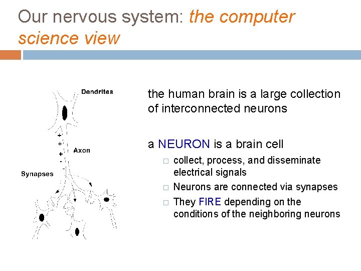 Our nervous system: the computer science view the human brain is a large collection