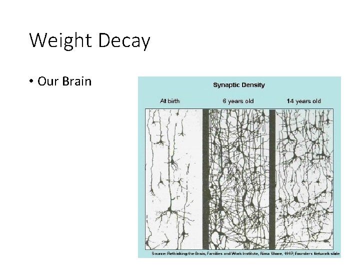 Weight Decay • Our Brain 