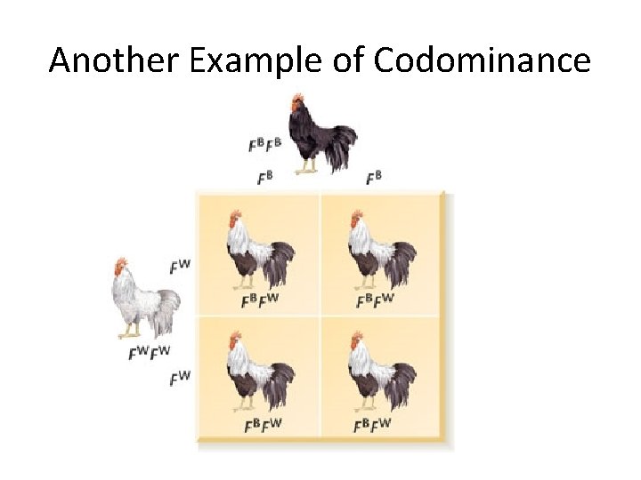 Another Example of Codominance 