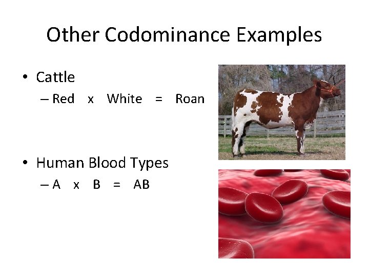 Other Codominance Examples • Cattle – Red x White = Roan • Human Blood