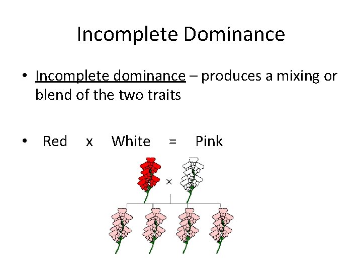 Incomplete Dominance • Incomplete dominance – produces a mixing or blend of the two