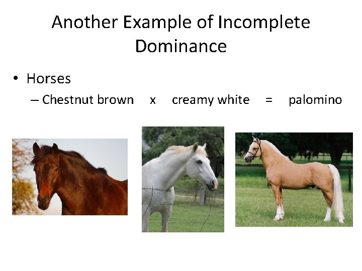 Another Example of Incomplete Dominance • Horses – Chestnut brown x creamy white =