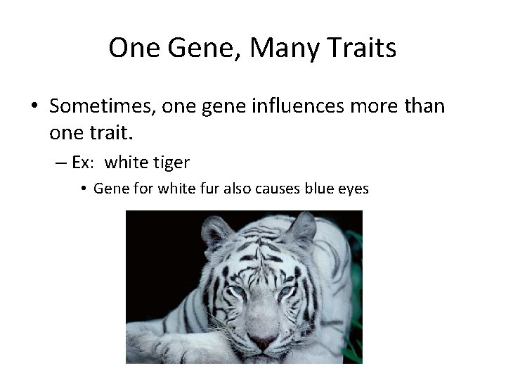 One Gene, Many Traits • Sometimes, one gene influences more than one trait. –