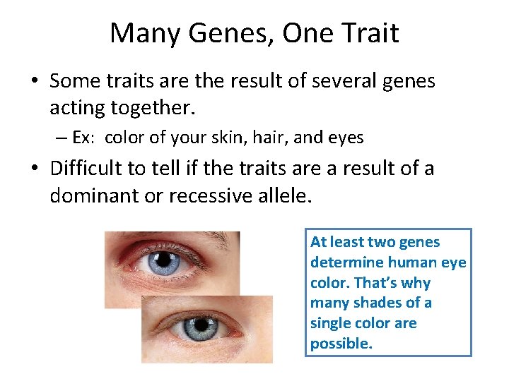 Many Genes, One Trait • Some traits are the result of several genes acting