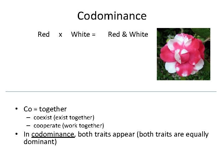 Codominance Red x White = Red & White • Co = together – coexist