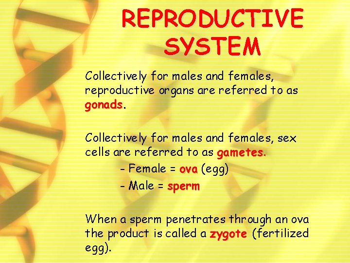 REPRODUCTIVE SYSTEM Collectively for males and females, reproductive organs are referred to as gonads.