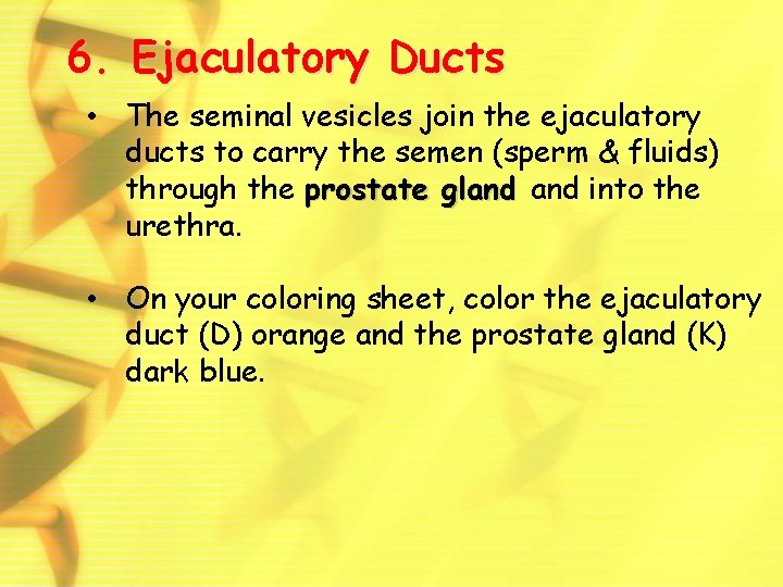 6. Ejaculatory Ducts • The seminal vesicles join the ejaculatory ducts to carry the