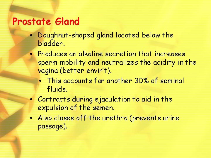Prostate Gland • Doughnut-shaped gland located below the bladder. • Produces an alkaline secretion
