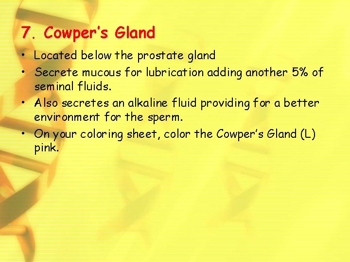 7. Cowper’s Gland • Located below the prostate gland • Secrete mucous for lubrication