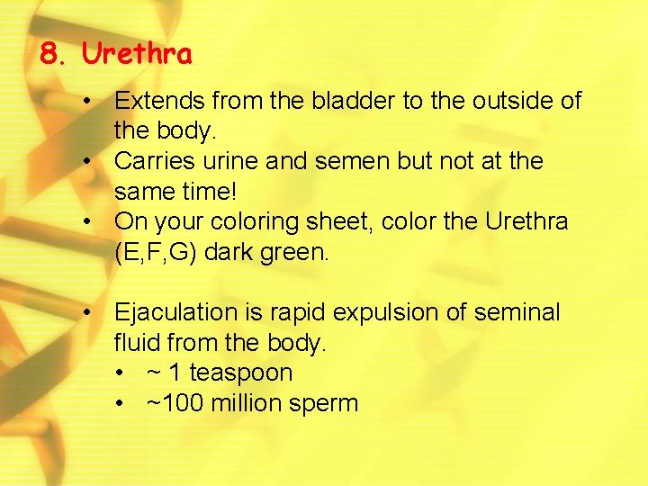 8. Urethra • Extends from the bladder to the outside of the body. •