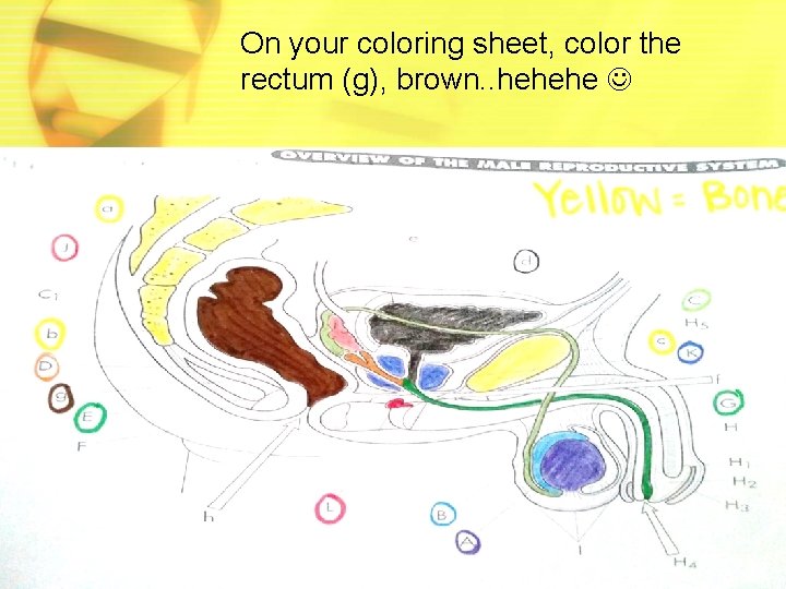On your coloring sheet, color the rectum (g), brown. . hehehe 