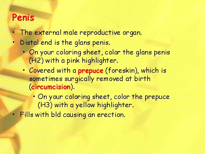 Penis • The external male reproductive organ. • Distal end is the glans penis.