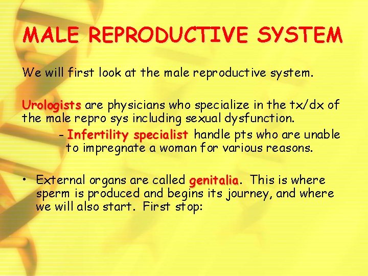 MALE REPRODUCTIVE SYSTEM We will first look at the male reproductive system. Urologists are