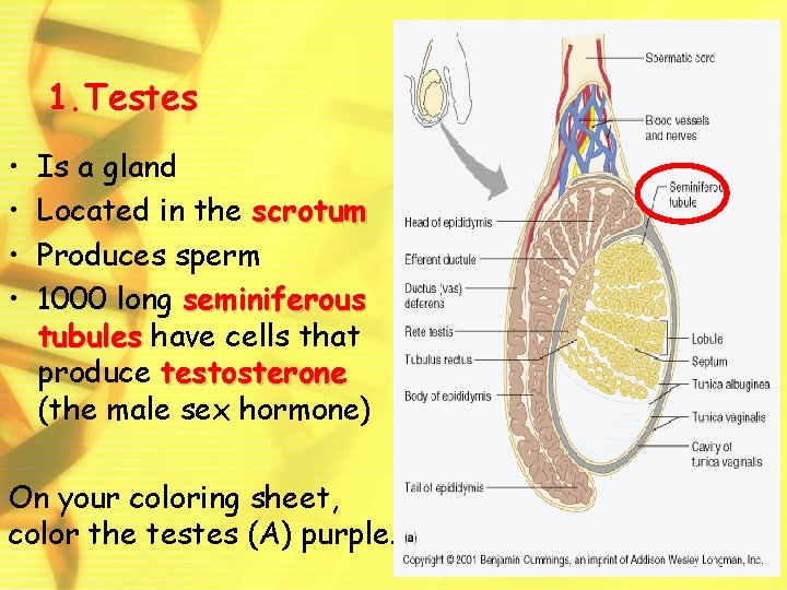 1. Testes • • Is a gland Located in the scrotum Produces sperm 1000