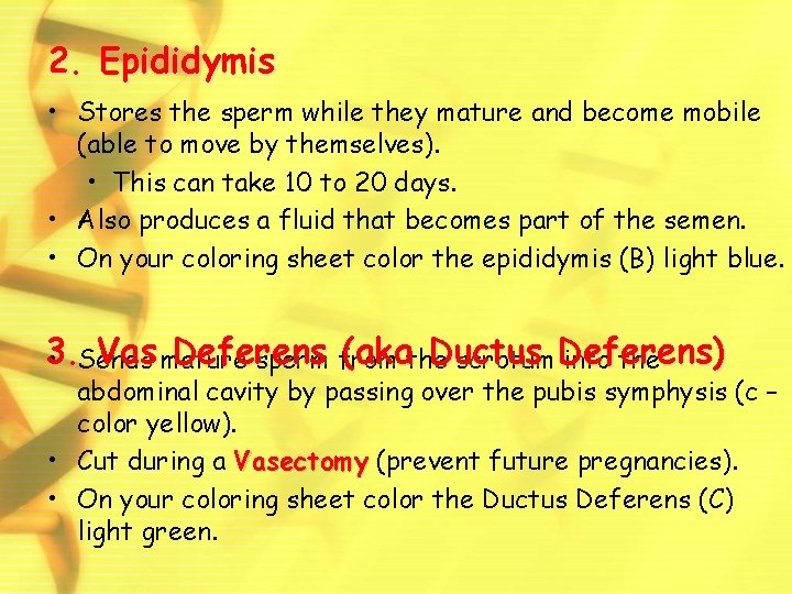 2. Epididymis • Stores the sperm while they mature and become mobile (able to