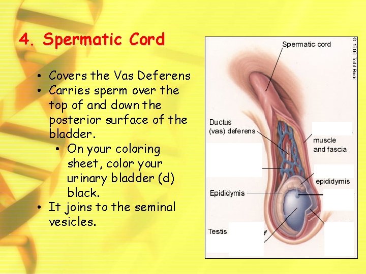 4. Spermatic Cord • Covers the Vas Deferens • Carries sperm over the top