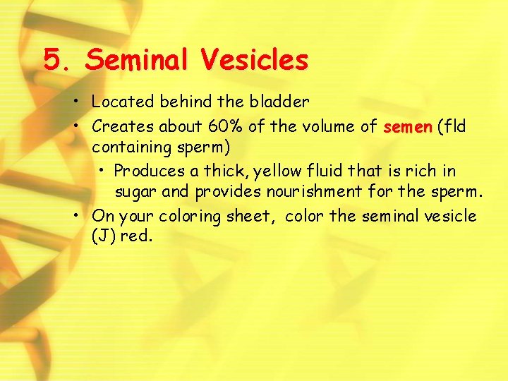 5. Seminal Vesicles • Located behind the bladder • Creates about 60% of the