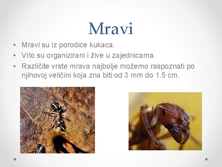 Mravi • Mravi su iz porodice kukaca. • Vrlo su organizirani i žive u