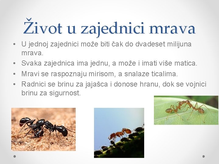 Život u zajednici mrava • U jednoj zajednici može biti čak do dvadeset milijuna