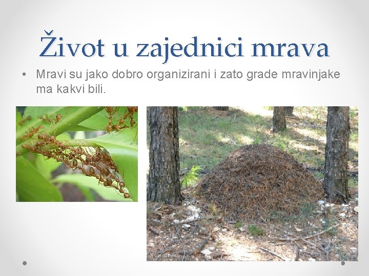 Život u zajednici mrava • Mravi su jako dobro organizirani i zato grade mravinjake