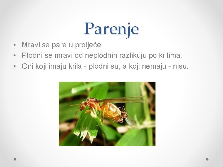 Parenje • Mravi se pare u proljeće. • Plodni se mravi od neplodnih razlikuju