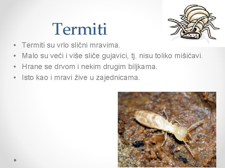 Termiti • • Termiti su vrlo slični mravima. Malo su veći i više sliče