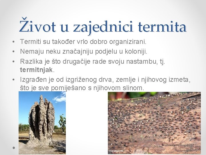 Život u zajednici termita • Termiti su također vrlo dobro organizirani. • Nemaju neku