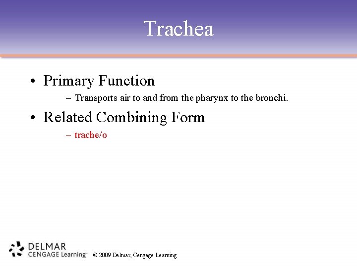 Trachea • Primary Function – Transports air to and from the pharynx to the