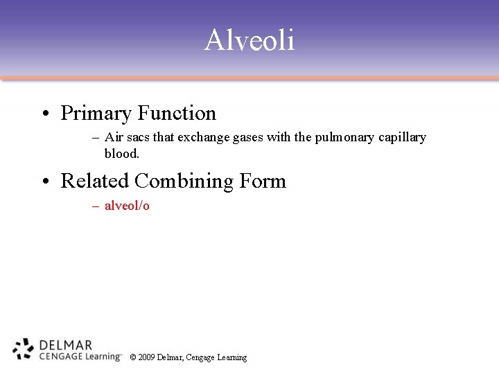 Alveoli • Primary Function – Air sacs that exchange gases with the pulmonary capillary