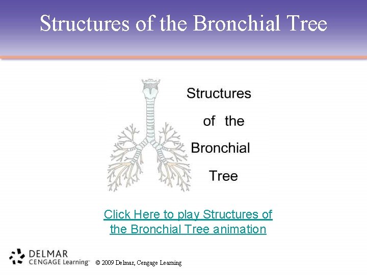 Structures of the Bronchial Tree Click Here to play Structures of the Bronchial Tree