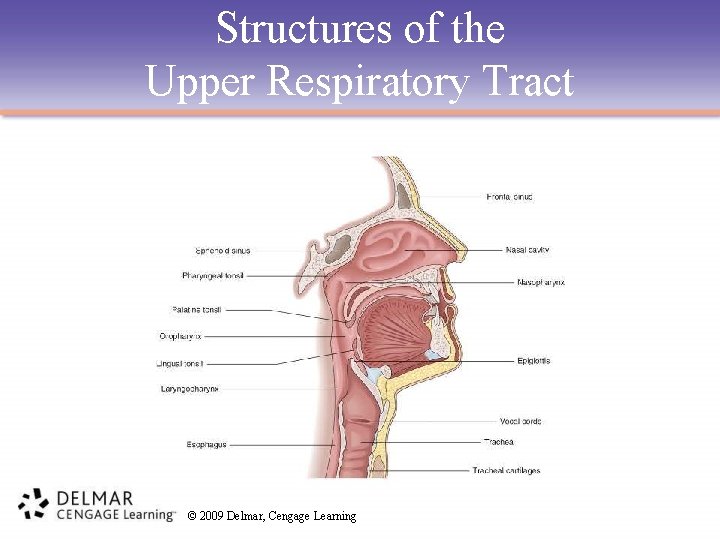 Structures of the Upper Respiratory Tract © 2009 Delmar, Cengage Learning 