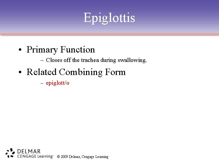 Epiglottis • Primary Function – Closes off the trachea during swallowing. • Related Combining