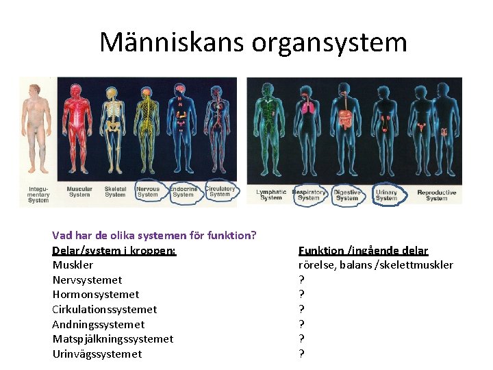 Människans organsystem Vad har de olika systemen för funktion? Delar/system i kroppen: Muskler Nervsystemet