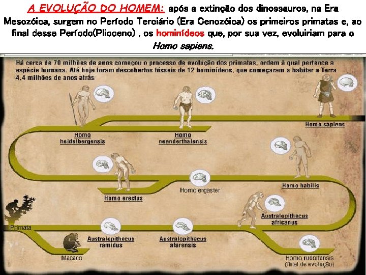 A EVOLUÇÃO DO HOMEM: após a extinção dos dinossauros, na Era Mesozóica, surgem no