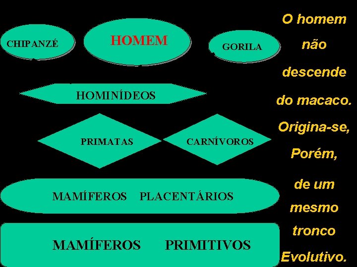 O homem CHIPANZÉ HOMEM GORILA não descende HOMINÍDEOS do macaco. Origina-se, PRIMATAS MAMÍFEROS CARNÍVOROS