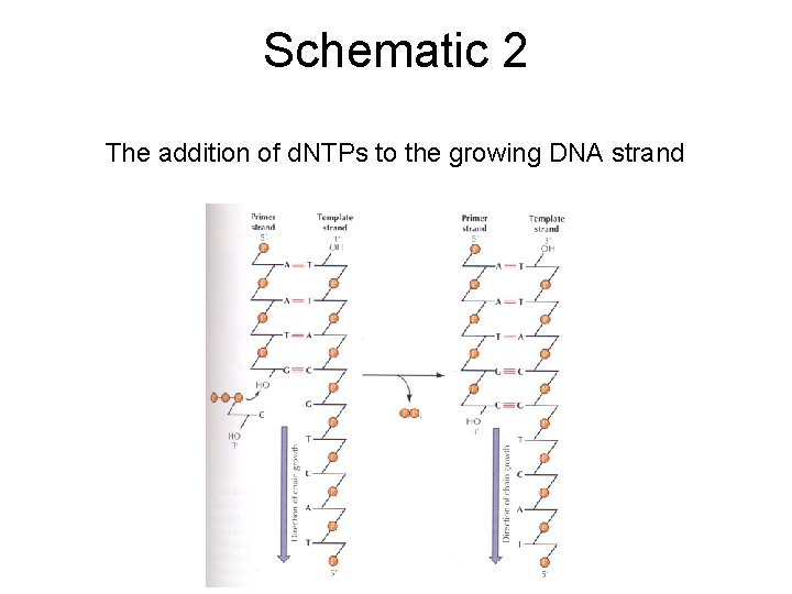 Schematic 2 The addition of d. NTPs to the growing DNA strand 