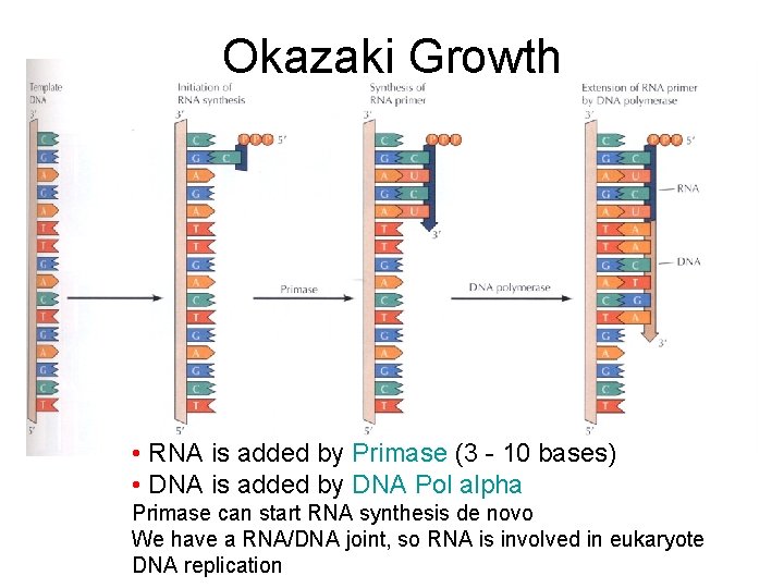 Okazaki Growth • RNA is added by Primase (3 - 10 bases) • DNA